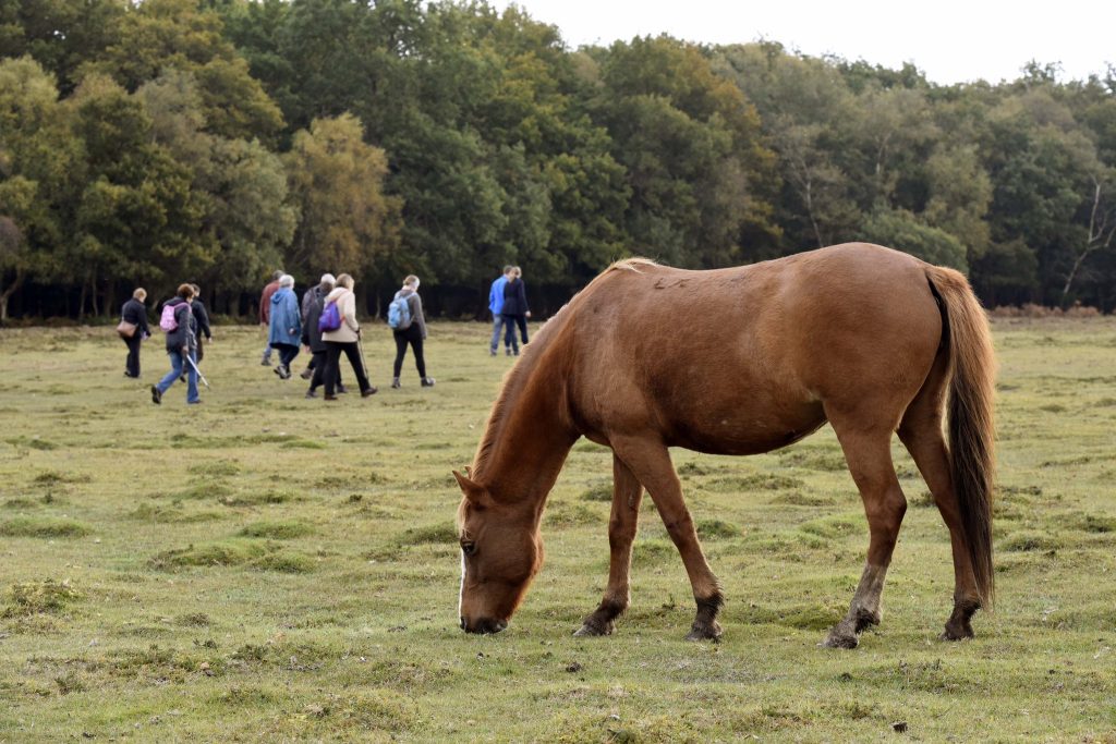 Trips out of London: visit New Forest National Park