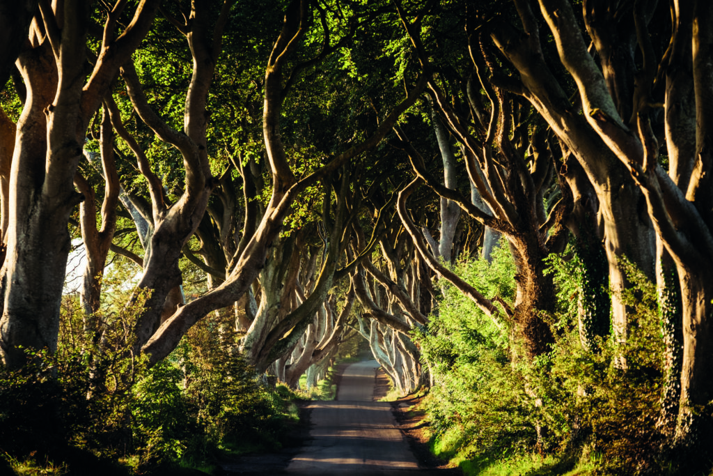 The Dark Hedges in Ireland - a location used for filming Game of Thrones